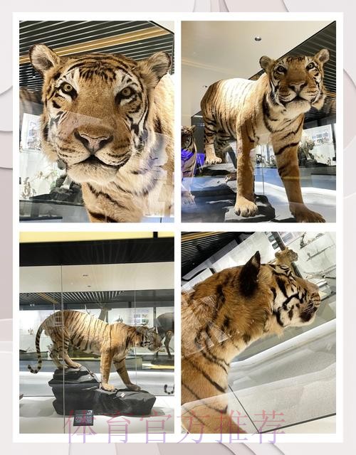 四川猫见证华南虎收获联赛千胜 四川猫见证华南虎收获联赛千胜